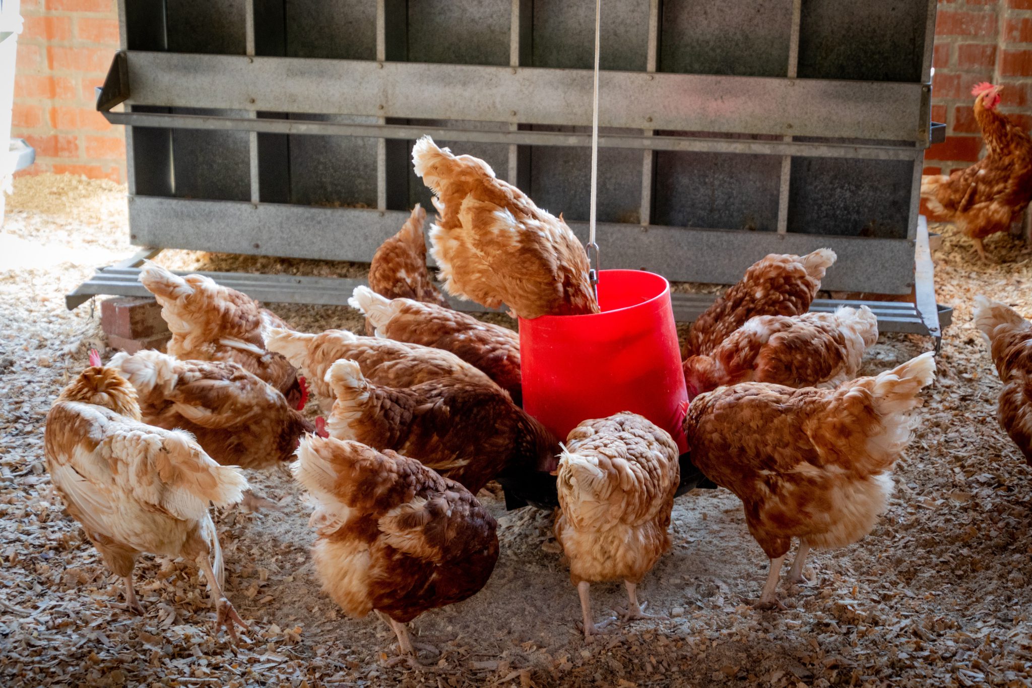What's the difference between brown and white eggs?