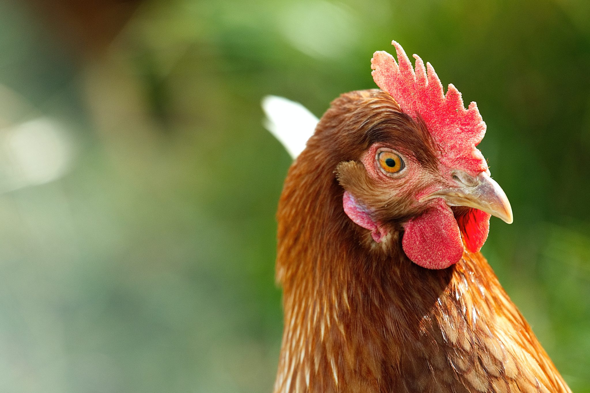 Are chickens injected with hormones?