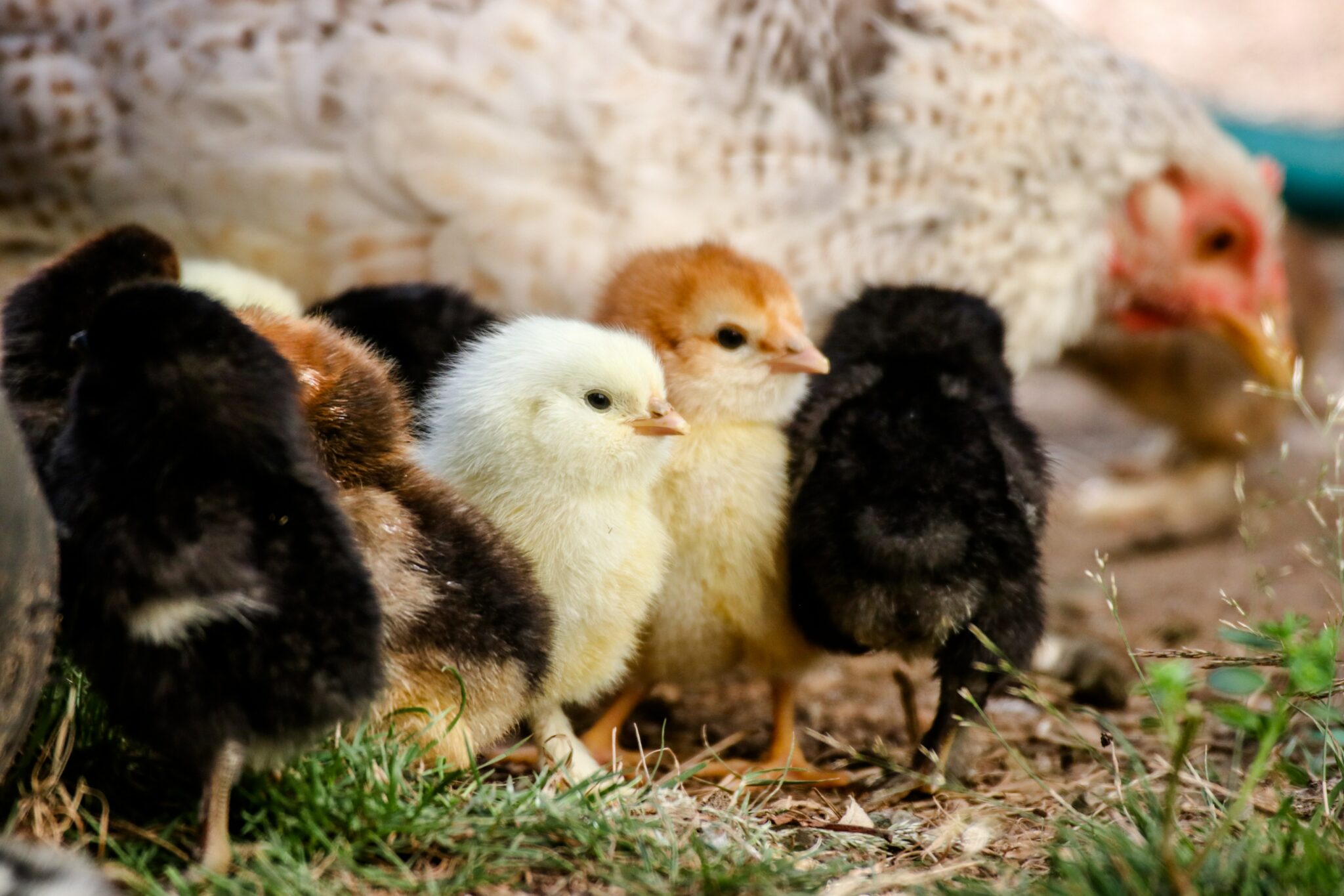 Malaysian livestock farming